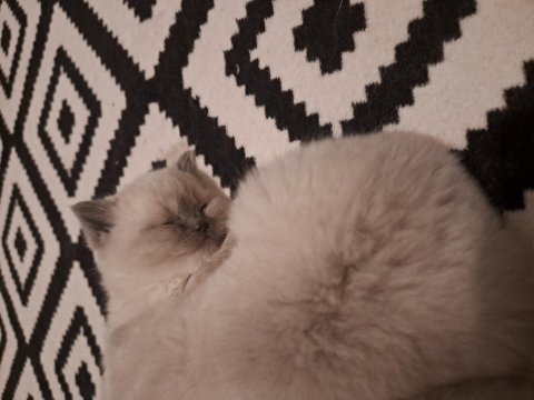 British Yavrularımız Teslime Hazır