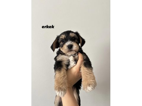 45 Günlük Morkie Yavruları - Evden Sağlıklı Bebekler