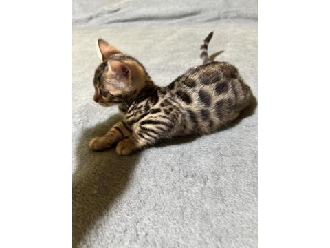 Full Şecereli Bengal Kedisi Yavrular