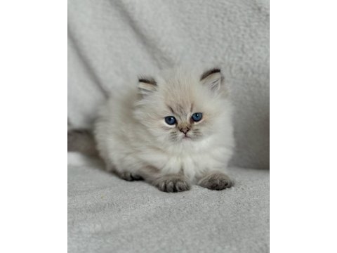 Yumuşak Tüyleriyle Blue Point British Longhair Yavrumuz