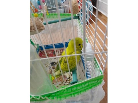 2 Tane Muhabbet Kuşu İkisi De Kafesiyle Beraber Verileccek