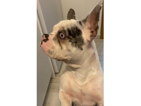 French Bulldog Blue Köpeğimiz
