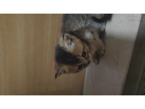 British Shorthair Kedisi Yavrular