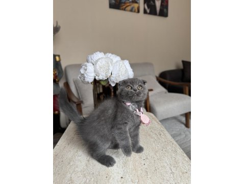Scottish Fold Gri Yavrular
