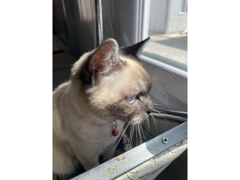 Blue Point Erkek 6 Aylık Kedimiz