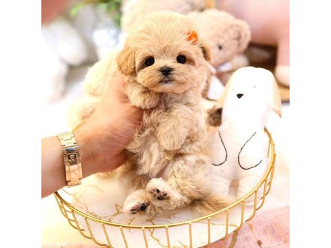 Maltipoo Cinsi Bebek Köpeklerim