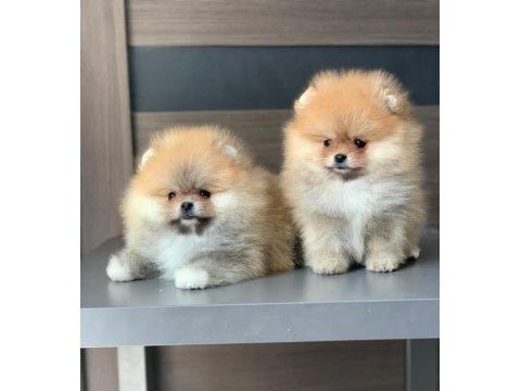 Ayı Surat Pomeranian Boo Yavruları