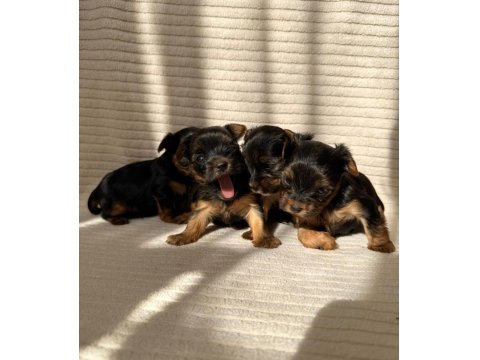 Teacup Yorkshire Terrier Ev Doğumlu Yavrular