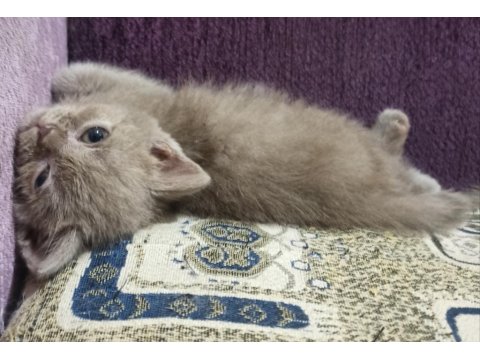 British Shorthair Kediler