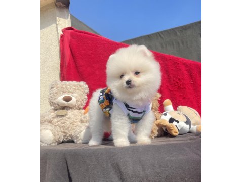 Ayı Surat Pomeranian Boo Yavrular