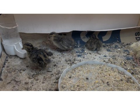 Karışık Bıldırcın Ve Kafes