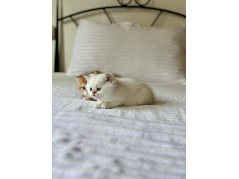 British Shorthair Golden Point