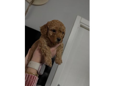 Toy Poodle Yavrular