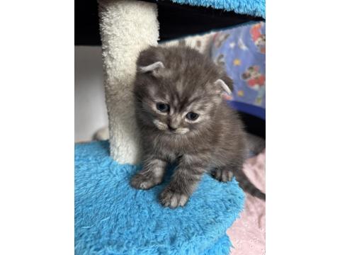 Gri Scottish Fold Erkek