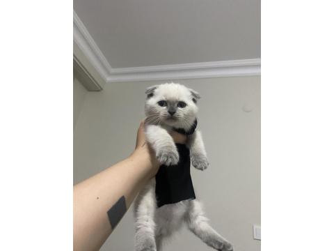 1 Yaşında Olan Scottish Blue Point Kedimiz Sahiplendirilecektir