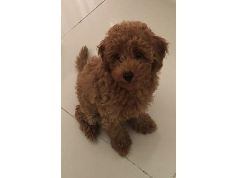 Kore Kan Red Brown Orjinal Poodle