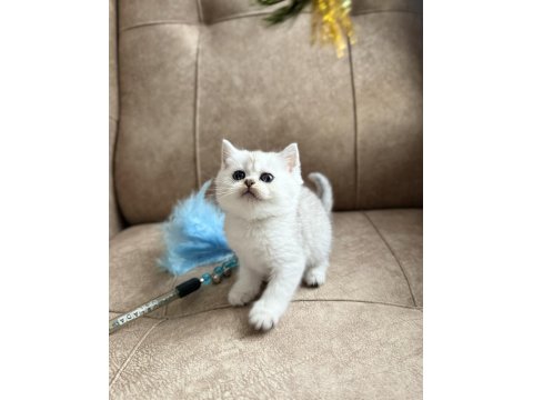 Özel Yetiştirilmiş Wcf Kayıtlı British Shorthair Yavru