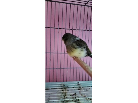 Gloster Erkek Kanarya