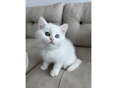 1 Gözü Mavi 1 Gözü Yeşil British