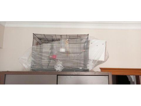 Acil Kafes Ve Yuvalık İçinde Çift Sultan Papağanı