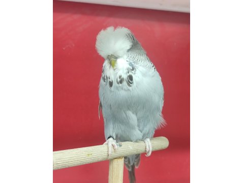 Show Muhabbet Kuşları