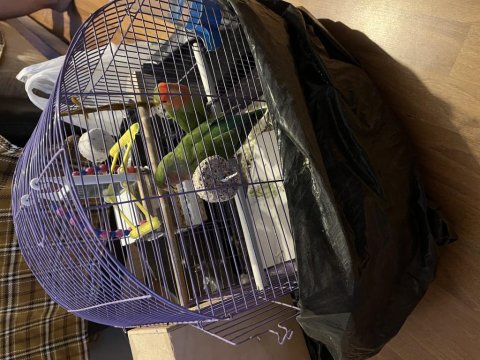 Çift Sevda Papağanı Komple Eşyalarıyla Kafesiyle Verilecek