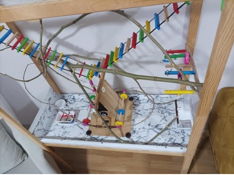 Full Evcil Erkek Sultan Papağanı