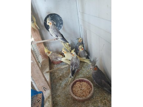 Yeni Bebek Yavru Sultan Papağanları