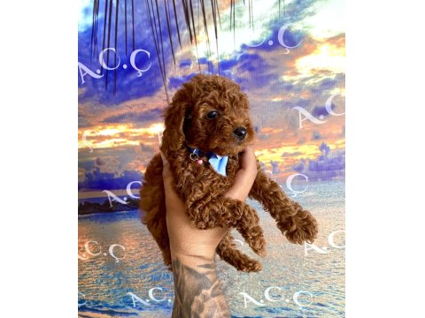 Toy Poodle Garantili Köpekler