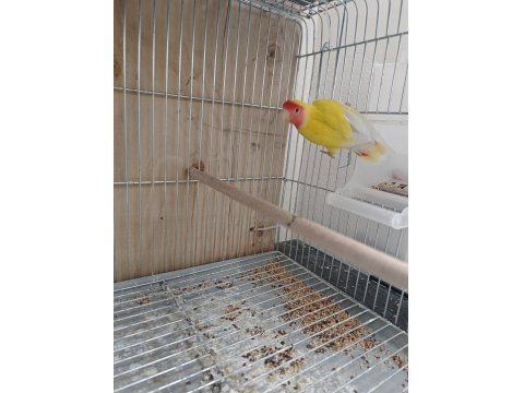1 Ağız Yavru Alınmış Sevda Papağanı