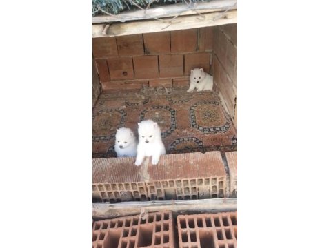 2 Aylık Erkek Spitz