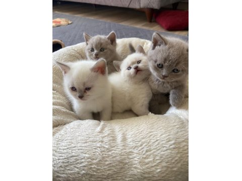 Yavru Kediler British Shorthair Blue Point Lilac
