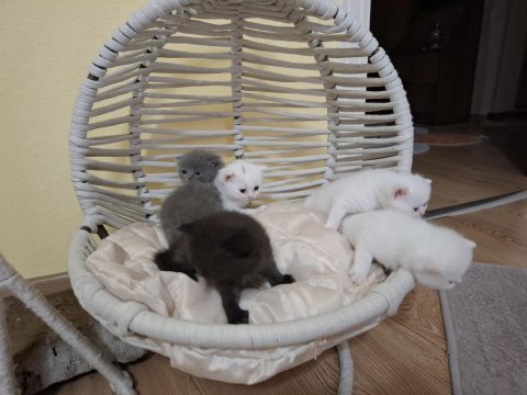 British Bebek British Shorthair Kediler