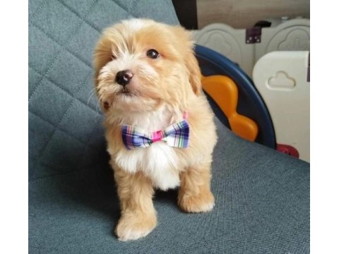 Tüy Dökmeyen Maltipoo Yavrularımız