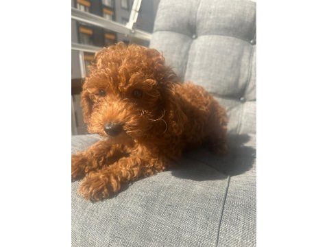 Toy Boy Poodle 3 Aylık Yavru