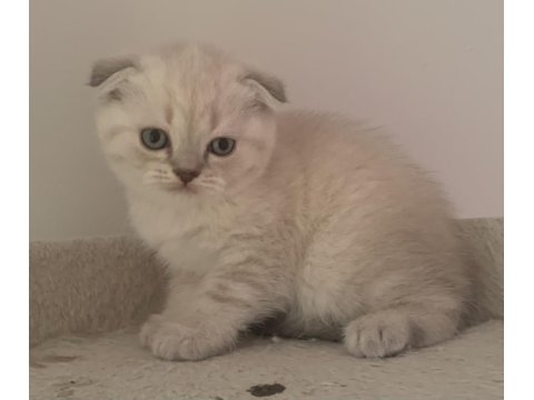 Güzeller Güzeli Yavru Kediler