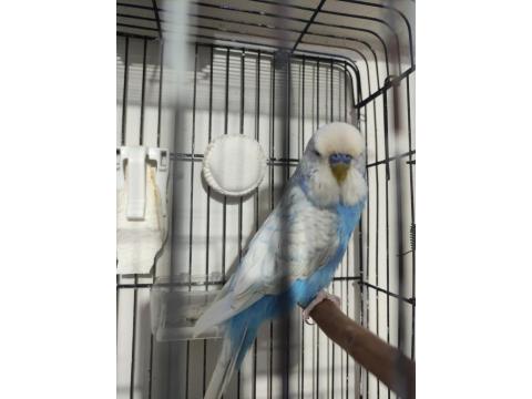 Jumbo Erkek Muhabbet Kuşu