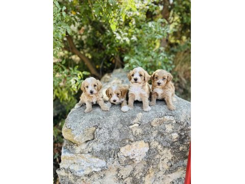 Ruhsatlı İşletmeden F1 Maltipoo Bebekler