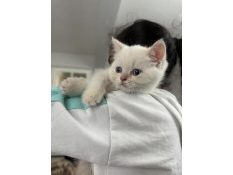 Çok Oyuncu Erkek Scottish Bebeğimiz