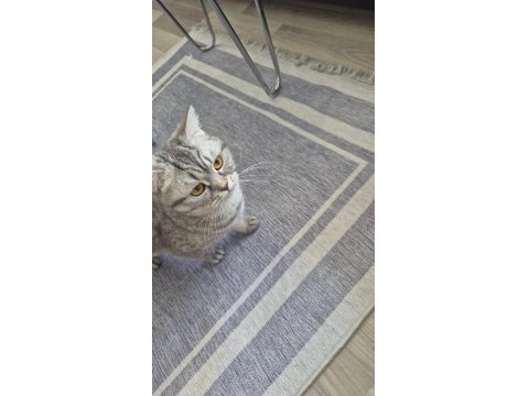 Ares'in Yavrusu Kedimiz