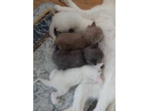 Renk Renk Erkek Ve Dişi British Shorthair Bebekleri