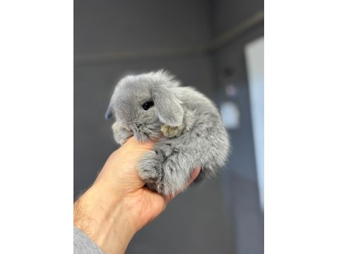 Hollanda Mini Ve Cüce Yavru Tavşanlar Her Yere Gönderim