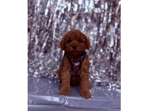 Sevimli Poodle Köpeği Yavruları