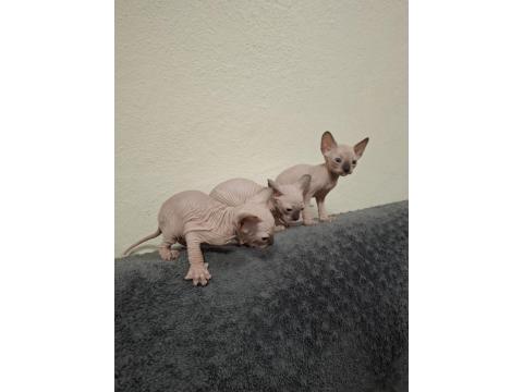 1 Aylık Sfenks Yavrular