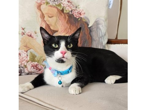 Ücretsiz Bebek Kedim