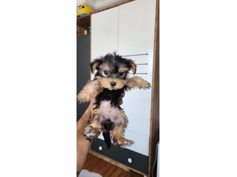 Yorkshire Terrier Yavrular 2.5 Aylık