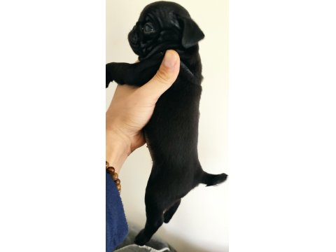 Orjinal Safkan A+ Kalite Pug Mops Yavrular