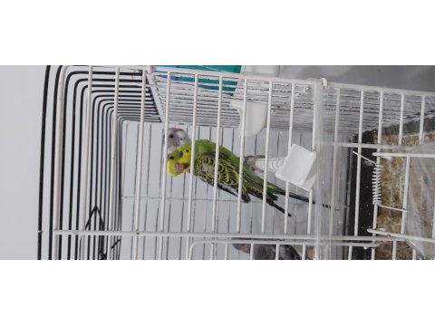 Yavru Muhabbet Kuşu