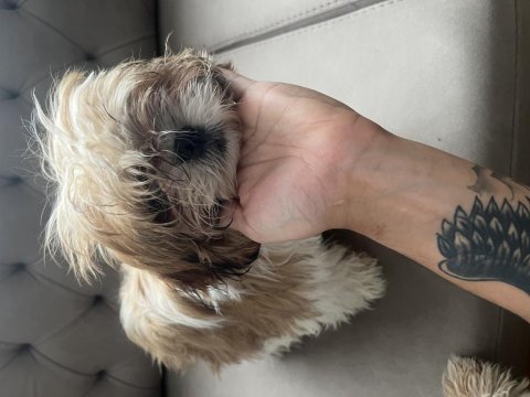 5.5 Aylık Shih-Tzu (Şitsu)