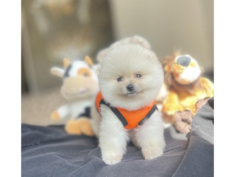 3 Aylık Ayı Surat Pomeranian Boo Yavrular